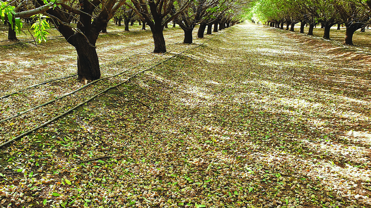 The Mooral almond orchard, Hillston, New South Wales is due to be purchased by United States investor, Hancock Agricultural Investment Group for $98 million. Photo: Rural Funds Management.