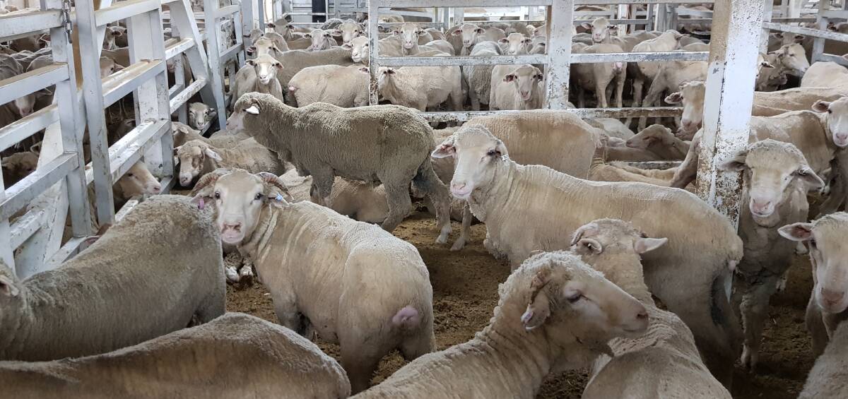 KLTT is sourcing live sheep from other countries now to provide food security because of the extended ban of Australian exports.