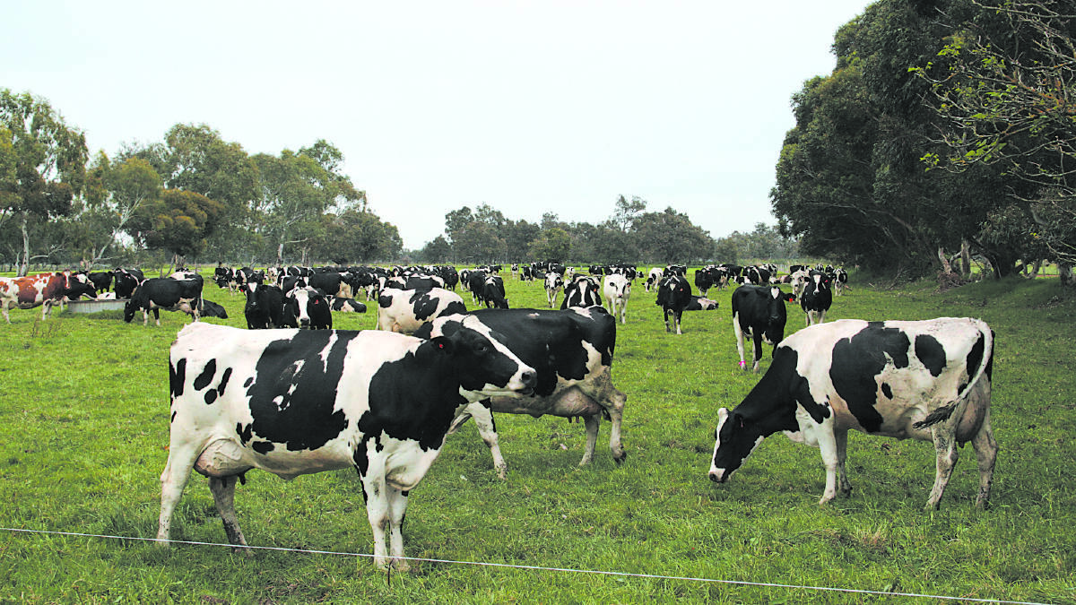 WA dairies supplying direct to Coles