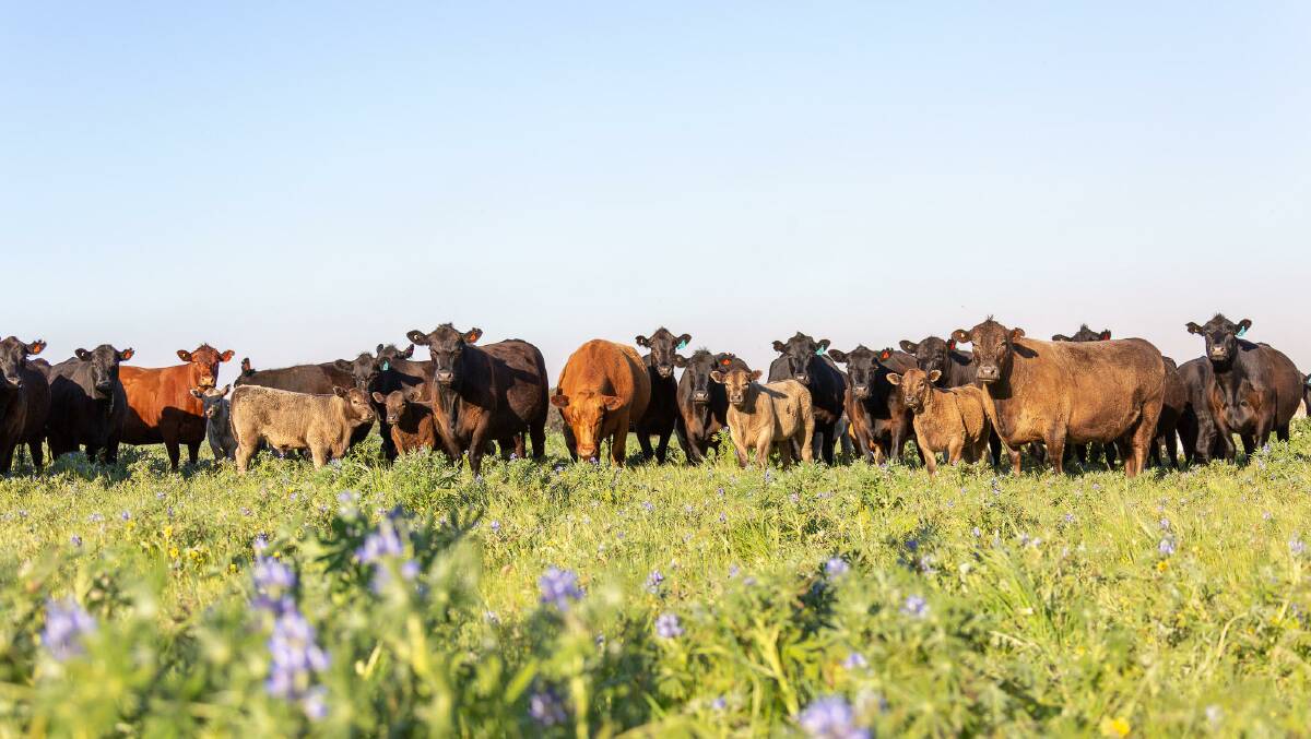 Some of the Dandaragan Organic Beef grassfed beef herd.
