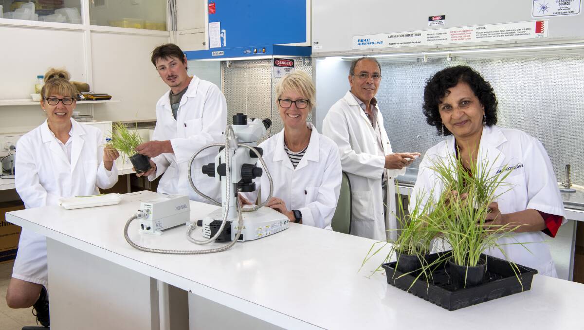 The Primary Industries Development Research Highlights 2021 showcases the breadth of research and development activity across the State, including disease resistance research carried out in labs.