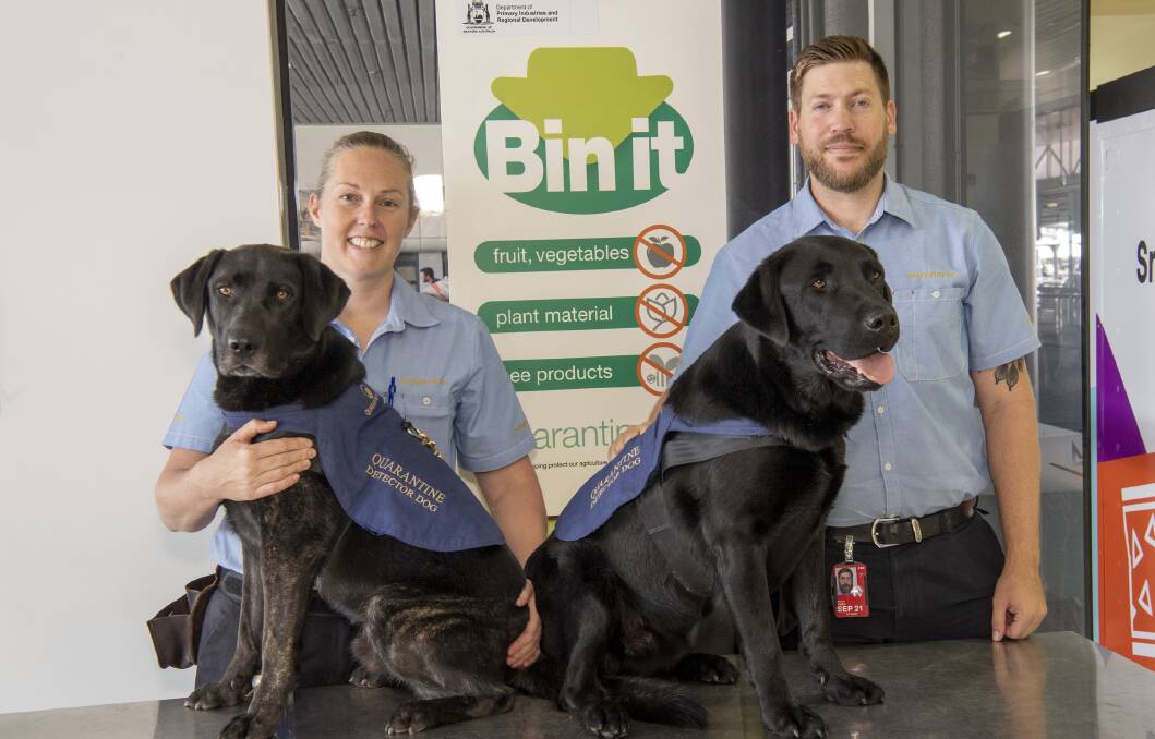 Quarantine WA Detector Dog Units Jocelyn Smith and Daniel Jones with detector dogs Timmy and Jasper on alert for the busy festive season. Be aware of what you can and cant bring into WA.