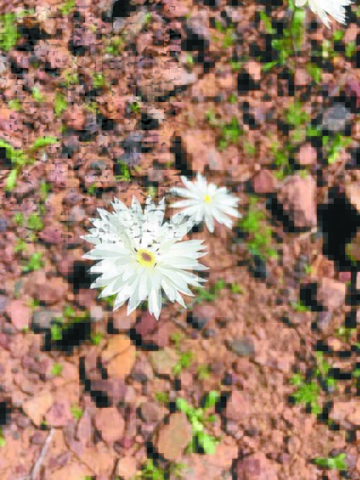 While Yalgoo is renowned for its gold, it is also popular in the spring for its spectacular wildflowers.