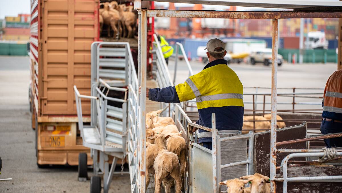 The live sheep trade has been one of the targets of animal welfare groups. Questions have been asked about the charity status of some groups.