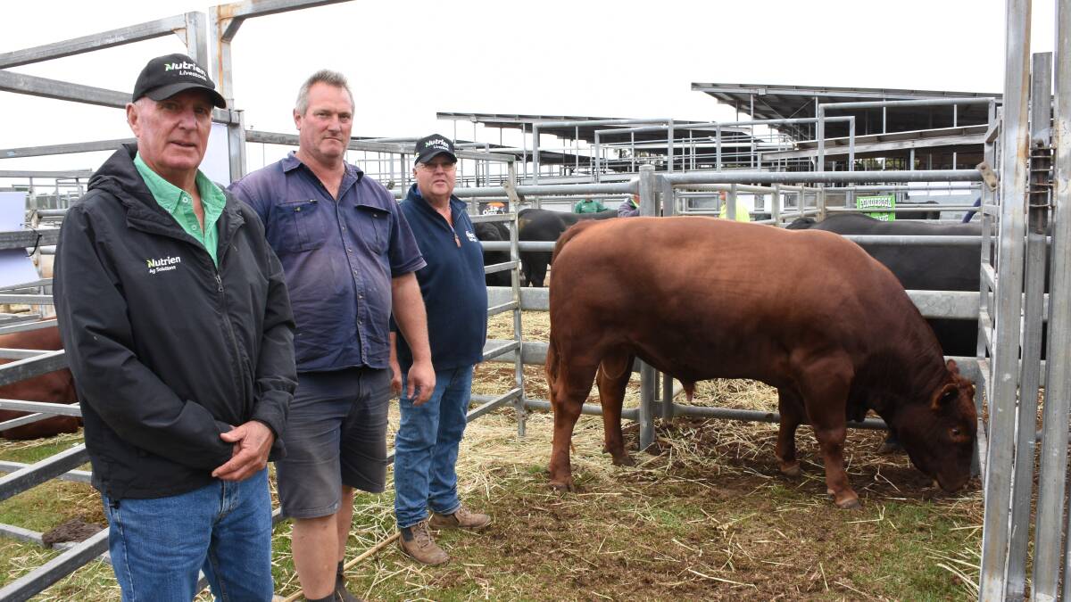  With the $7500 top-priced Red Angus bull from the Smith familys Kildarra Red Angus stud, Forest Hill, were Nutrien Livestock Great Southern manager Bob Pumphrey (left), buyer Kim Ravenhill, Trevelys Pty Ltd, Denmark and Kildarra co-principal Graeme Smith. Along with this bull the Ravenhill family purchased a second Kildarra bull at $7000 along with two Angus bulls from the Ballawinna stud, Albany, both at $6500.