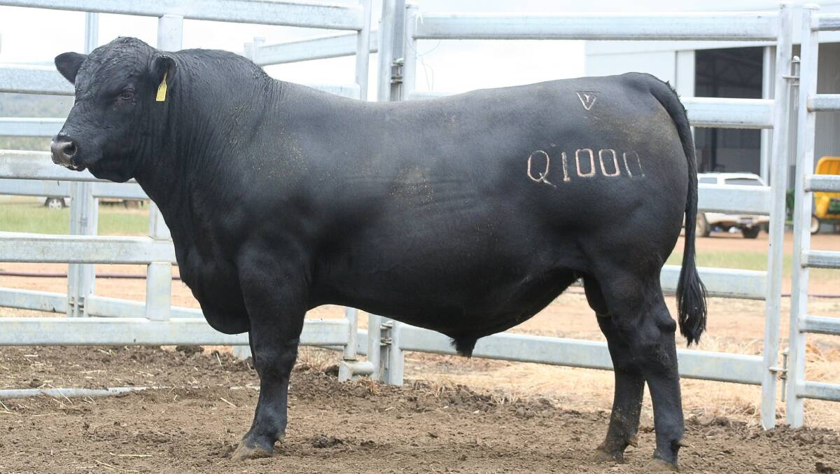 Lawsons Method Q1000 was the $11,000 top-priced bull in the sale when it sold to a New South Wales buyer operating on AuctionsPlus.