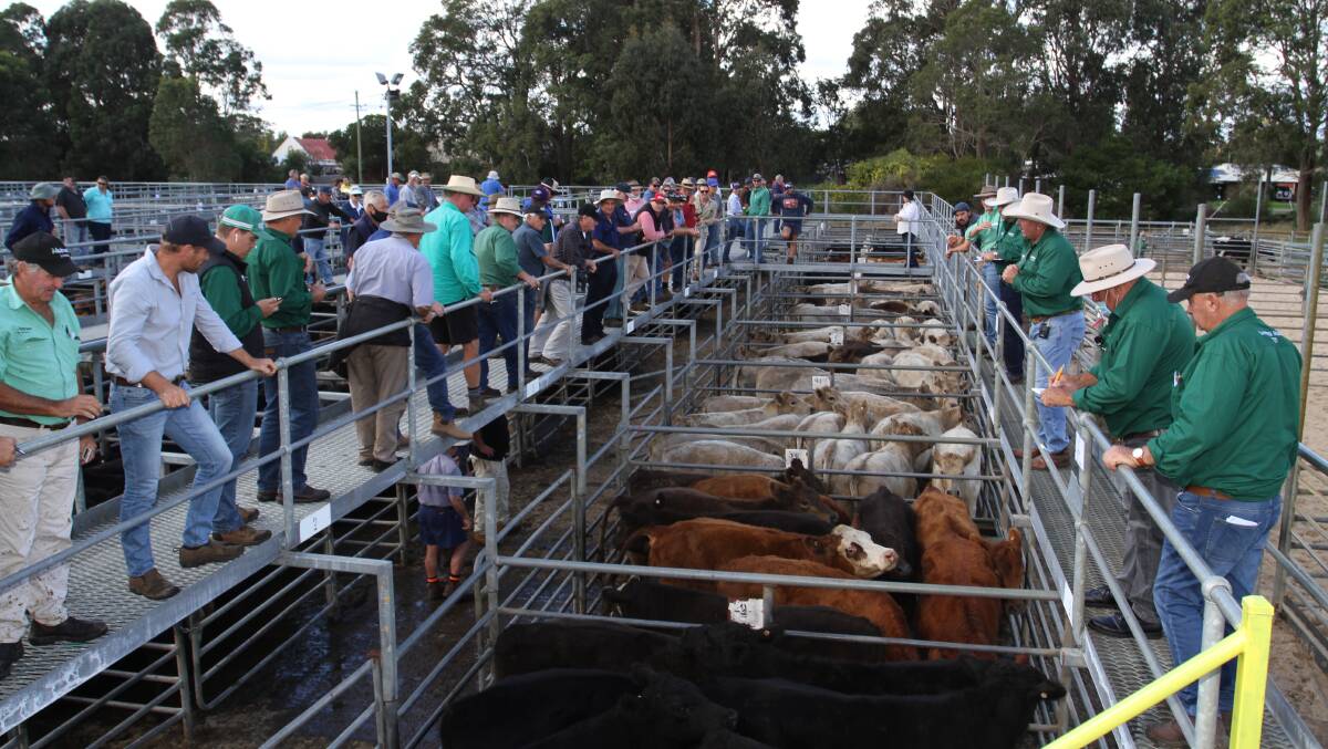  The Nutrien Livestock South West team will yard around 800 beef cattle at the second leg of the company's two-day June Special store beef cattle sales at Boyanup next week.