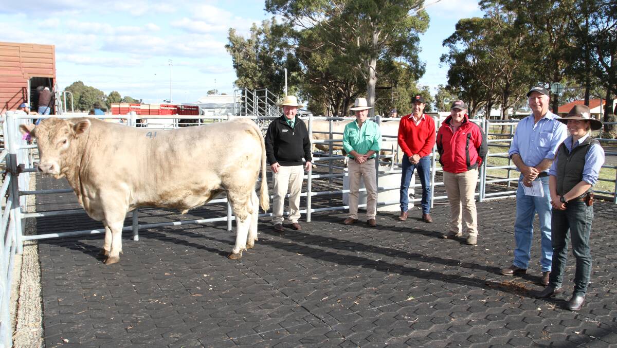 With the $12,000 top-priced Murray Grey bull Monterey Prophet P58 (by Ayr Park Honda H57) at the 12th annual Monterey Winter Bull Sale at Brunswick last week were Nutrien Livestock WA stud and commercial cattle manager Paul Mahony (left), Nutrien Livestock Boyup Brook agent Jamie Abbs, Elders Margaret River agent Alec Williams, Elders Donnybrook representative Pearce Watling and Monterey stud connections Gary Buller and Maike Schablitzki, Karridale.