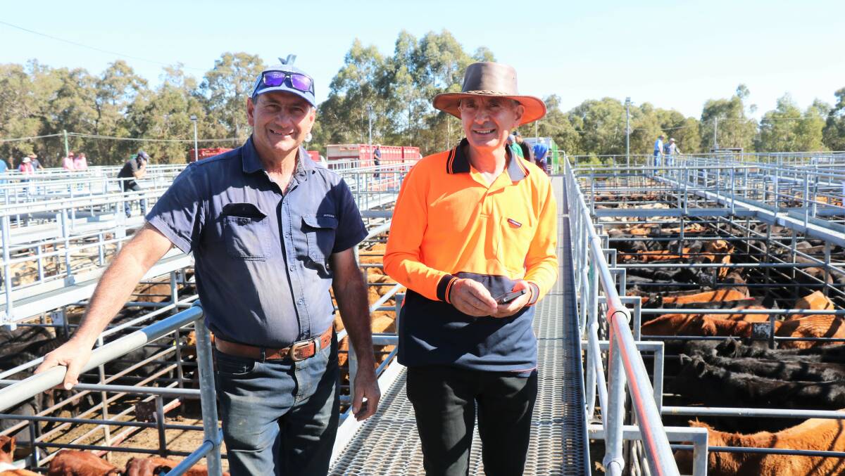 Tony Logrande (left) and Laurie Sorgiovanni, both of Harvey, were at the sale to see Mr Logrande's top pen of cattle sell for $2310 at 660c/kg.
