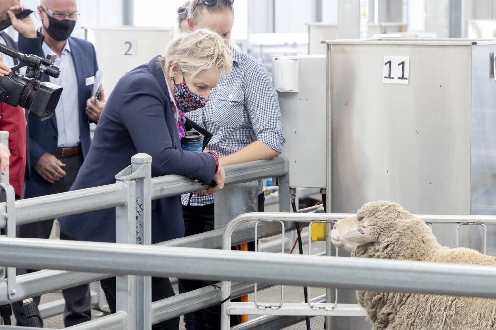 Agriculture and Food Minister Alannah MacTiernan meeting the sheep at the official opening of the Katanning Research Station's sheep feed intake facility. Photos by Department of Primary Industries and Regional Development (DPIRD).