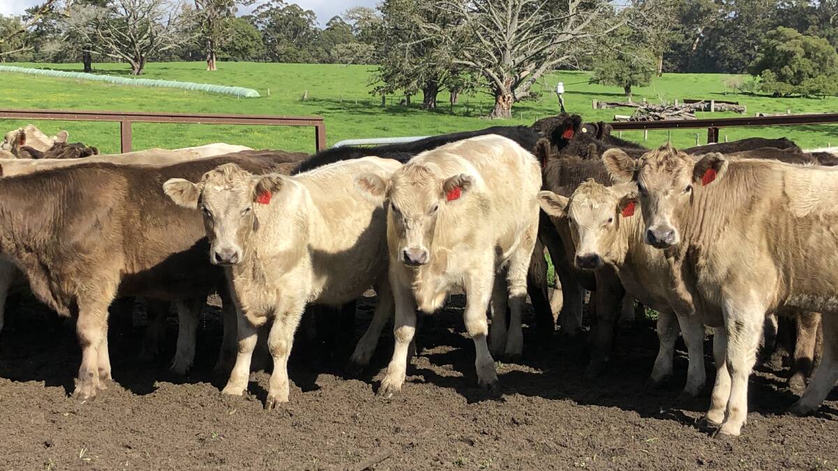 Some of the 45 Murray Grey steers to be offered by MG Armstrong, Northcliffe, at the day two Nutrien Livestock June Special store beef cattle sale at Boyanup on Friday, June 11. The Armstrong family will also have a selection of Angus steers and heifers at the sale, also aged 14 months.