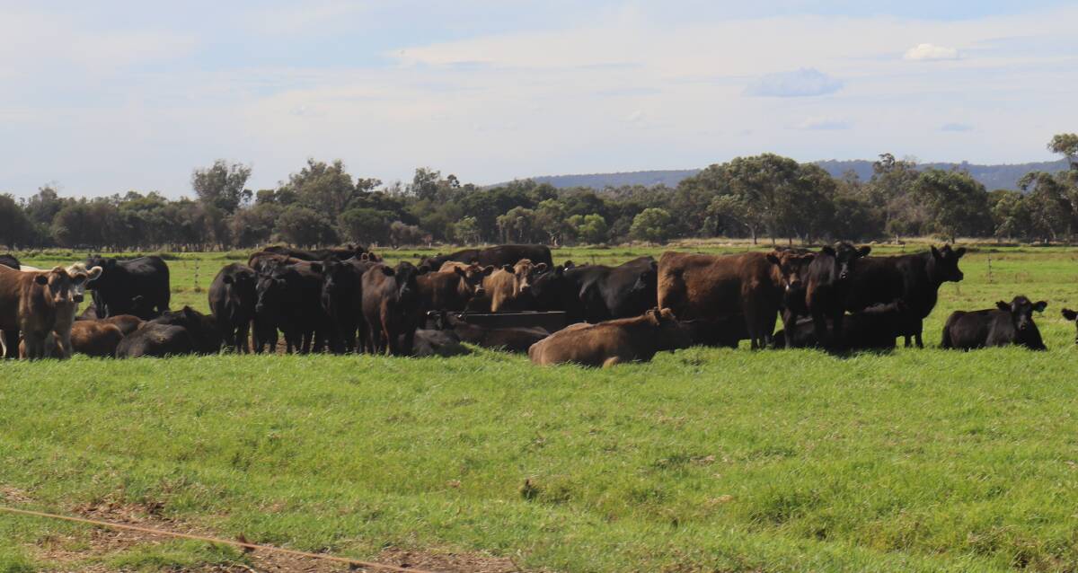 Alcoa Farmlands joined 3700 breeders in 2019 which were predominantly Angus alongside a small number of Murray Greys.