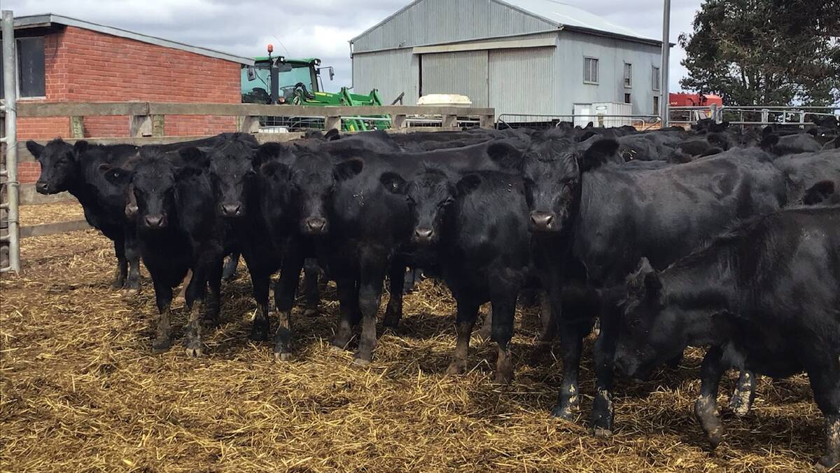 Bowie Beef, Bridgetown, has nominated 50 Angus weaner steers for the sale which will weigh from 320 to 340 kilograms