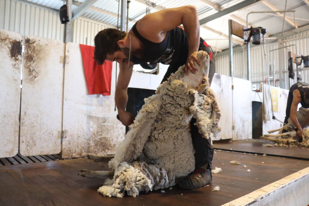  Zane Long, Narembeen, has a learner's stand with a shearing contractor but was sent along to the shearing school to hone his skills.