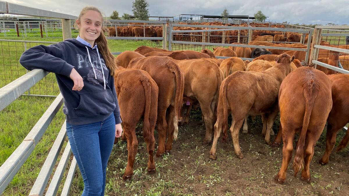 West Midland Group (WMG) beef industry development officer Erin O'Brien, drafting cattle as part of her work with the BeefLinks backgrounding project.