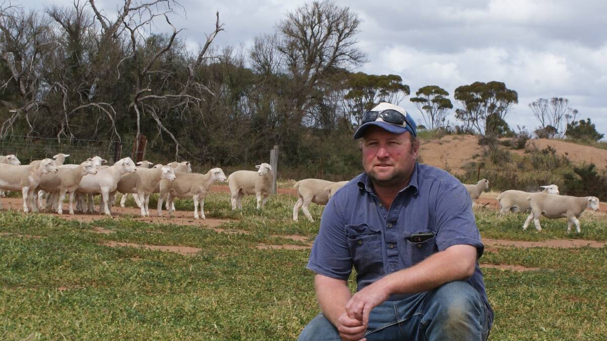 Brian Bowey with some of his UltraWhite sheep on the family's property at Kulin. The family were awarded the WAMMCO Producer of the Month award for August.