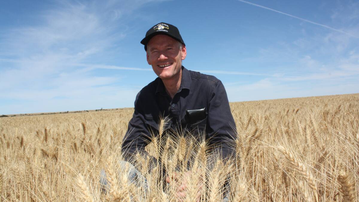 Tenindewa farmer Glenn Thomas was checking out this paddock of Sceptre wheat last Thursday when Farm Weekly took this photo. By Friday the headers were in with Mr Thomas reporting yields of 1.5t/ha with protein of 13 per cent, screenings at 4pc and grain recording hectolitre weights around 80. By the afternoon yield had picked up to between 1.6t/ha and 1.9t/ha, delivering a positive start to the weekend. Mr Thomas finished canola last week ("a bit down on yield") with the bulk of his 8800ha program consisting mainly of wheat.