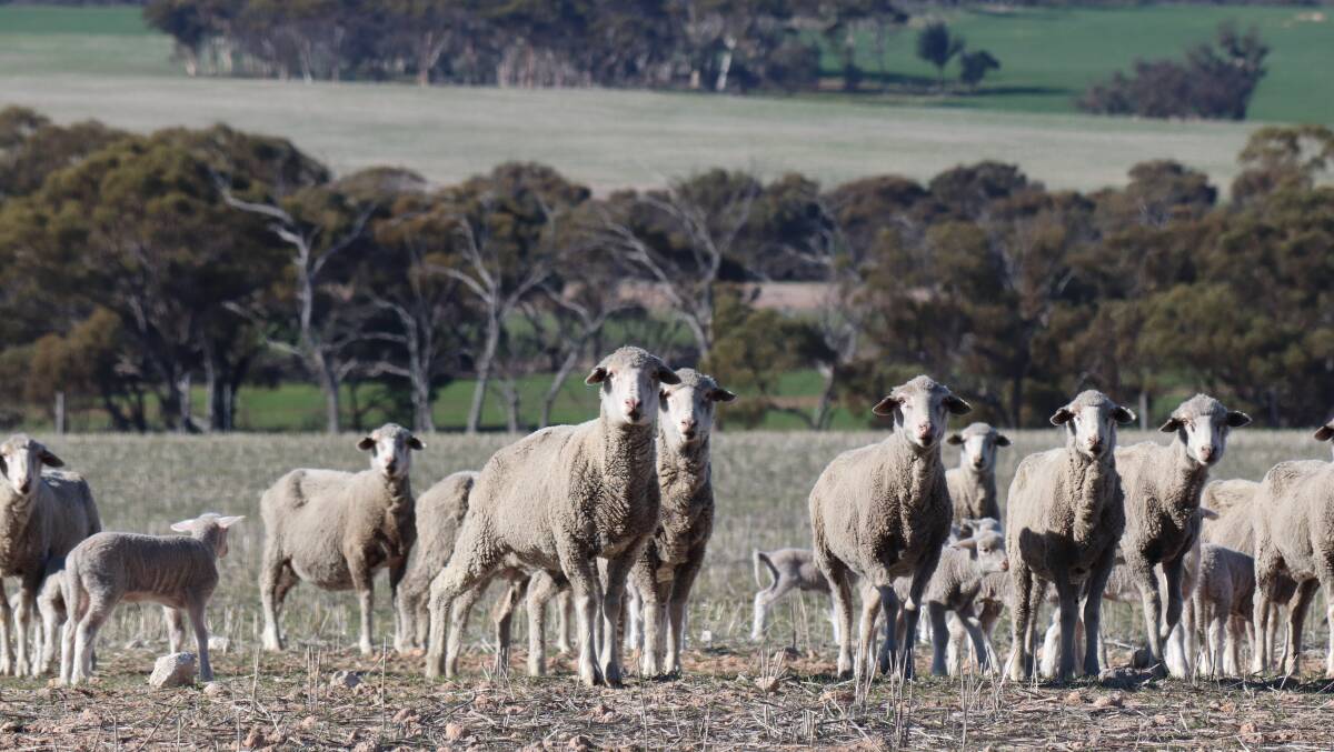 Michael (left), Victor and Robert Lee, Pingelly, say their Merino business has gone from strength to strength over the years as they've worked on integrating their grain and woolgrowing operations.