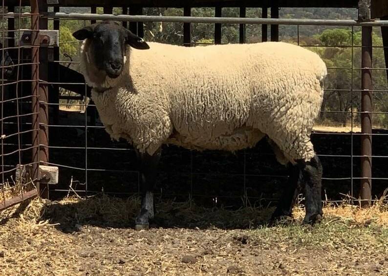  The top price ram sold at stage one of the Pamellen Suffolk stud dispersal last week was this Jusak bred ram, Jusak 7085/17, bought by Donald Cochrane for $6500.