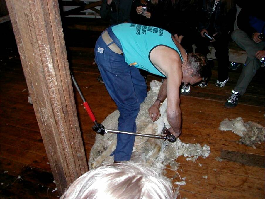  A shortage of available shearers will delay shearing programs across WA this year.