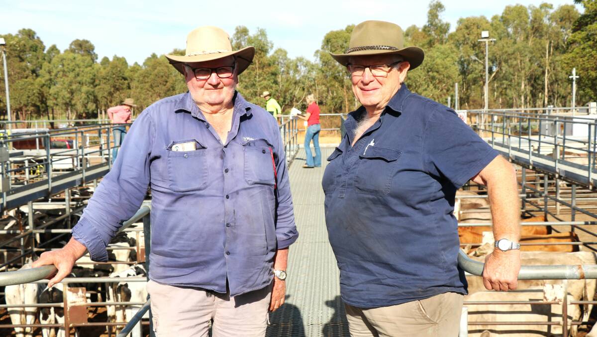 John Barber (left), Manjimup, was back at Boyanup to buy lightweight cattle and was with Geoff Jenkins, Treeton, before the sale. Mr Jenkins had his agent Jacques Martinson, Elders Busselton, secure several pens for him.