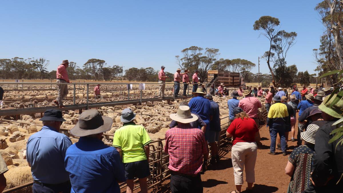 There was a reasonable crowd at the Moora sheep yards.