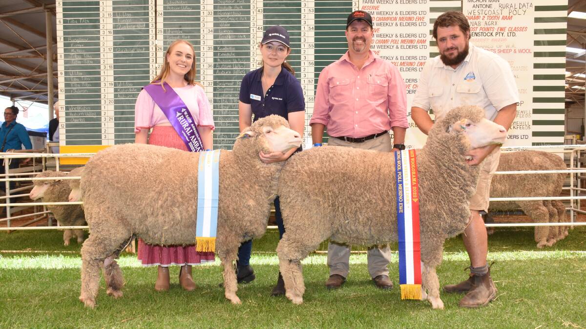 With the champion and reserve champion strong wool Poll Merino ewes from the Seymour Park stud, Highbury, were Wagin Woolorama ambassador Chloe Blight (left), Seymour Park co-principal Sarah Blight, Elders stud stock representative and Seymour Park classer Nathan King and Seymour Park co-principal Clinton Blight.