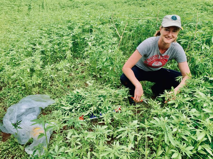 DPIRD research scientist Bronwyn Blake has been working on a collaborative project in which industrial hemp has shown potential as a high yielding, multi-purpose, summer feed option for livestock.
