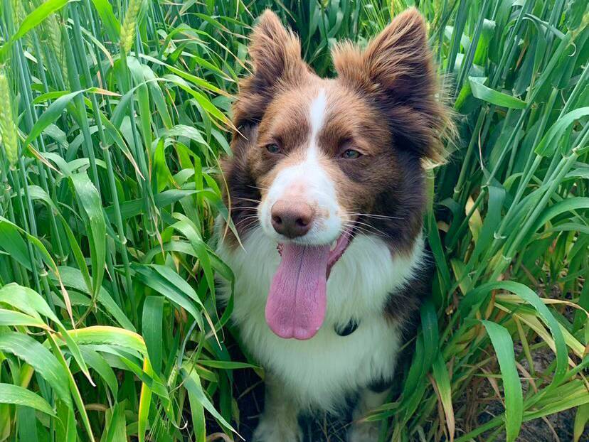 Pup Pixie was excited to hear that from next year, grain colour would be removed from the WA grain receival standards for barley. Photo by Monica Field, Scaddan.
