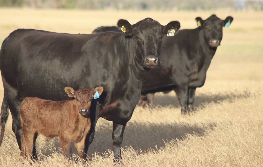 Regular sale vendors the Blyth family, MJ Blyth & Co, Manypeaks, will offer 36 Angus second calvers and 27 Angus third calvers with calves at foot.