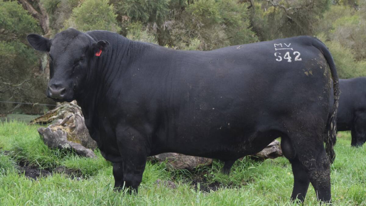 Mason Valley Highlander S42 SV sold for the $10,000 top price at the Mason Valley on-property Angus bull sale at Youngs Siding on Monday.