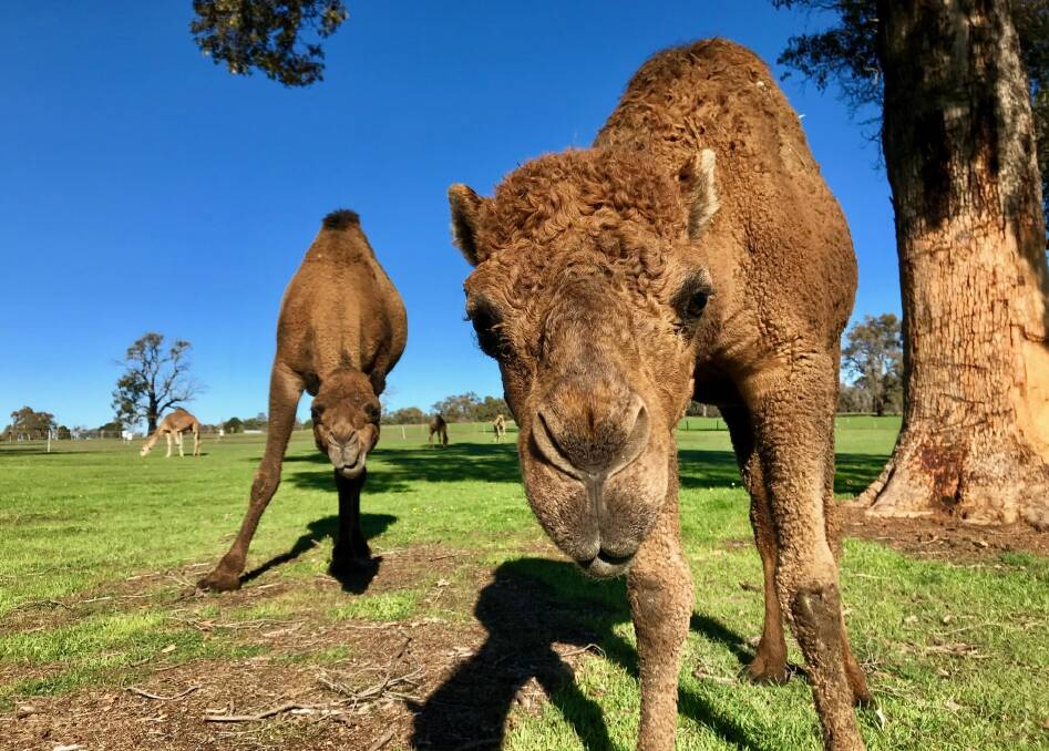 Currently in the development stages, the couple are establishing a mobile dairy, which is believed to be a first for the Australian camel industry.