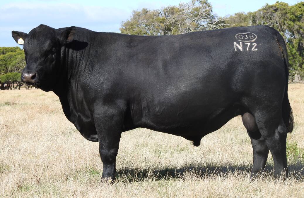 Monterey Northerly N72 (by Millah Murrah Tex K37) sold to Brett Chatley, Landmark Manjimup, for the sale's $10,000 equal top price.