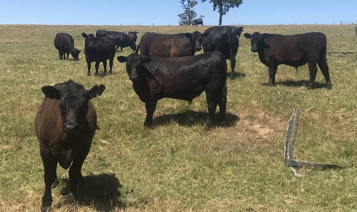 The Kilrain family, Manjimup, will offer the biggest line of calves in next week's Elders Manjimup weaner sale when it trucks in 180 Angus calves.
