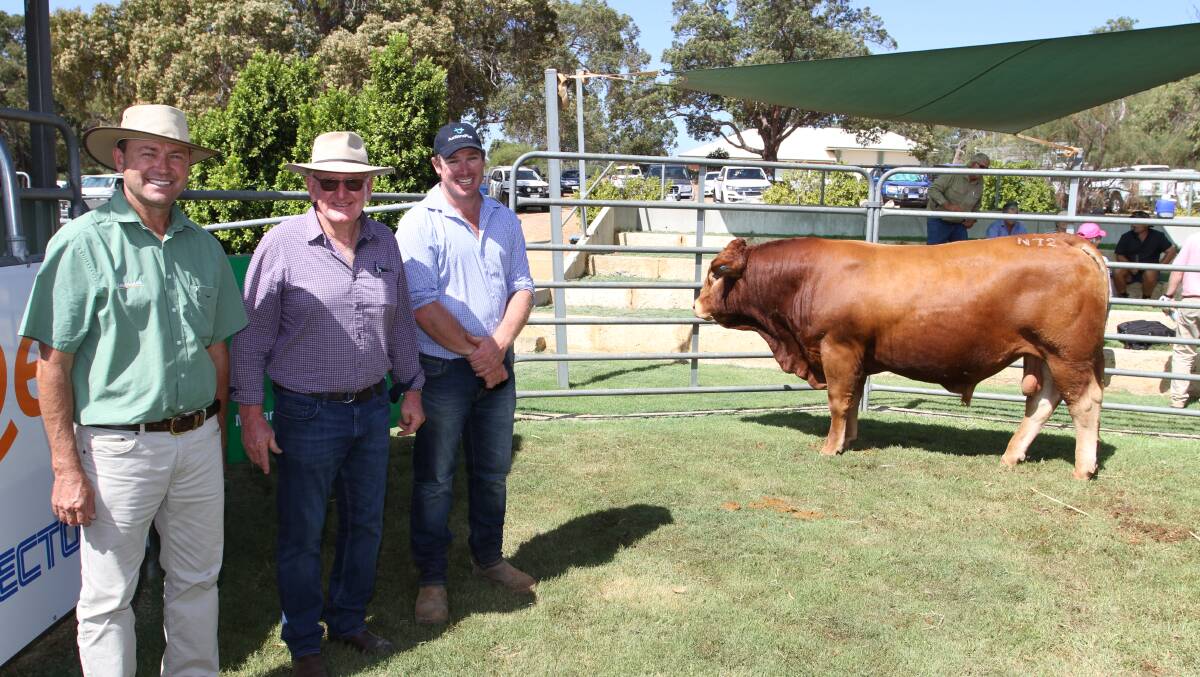 Tara N72 sold to EP & DK Gardiner, Brunswick, for the sale's $9000 equal top Limousin bull price. With the bull were Landmark commercial cattle manager Darren Chatley (left) who represented the buyer at the sale and Tara Limousin stud principals Peter and Brad Kupsch, Allanooka.