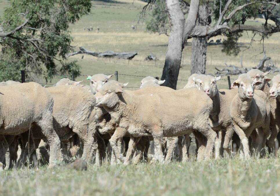 Sheep flock predicted to rise by 5pc