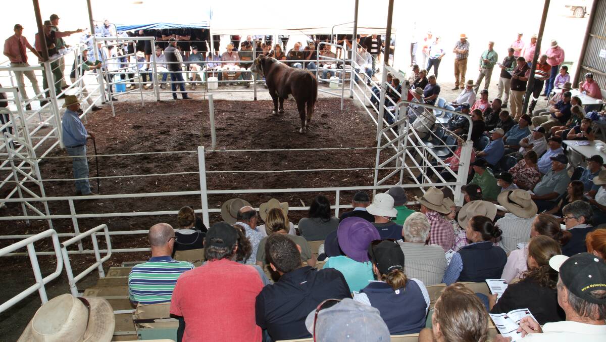The 27th Annual Invitational Bull Sale will this year return to the WA College of Agriculture when it is held on Tuesday, February 25. On offer in the sale will be 40 bulls from eight studs representing five breeds.