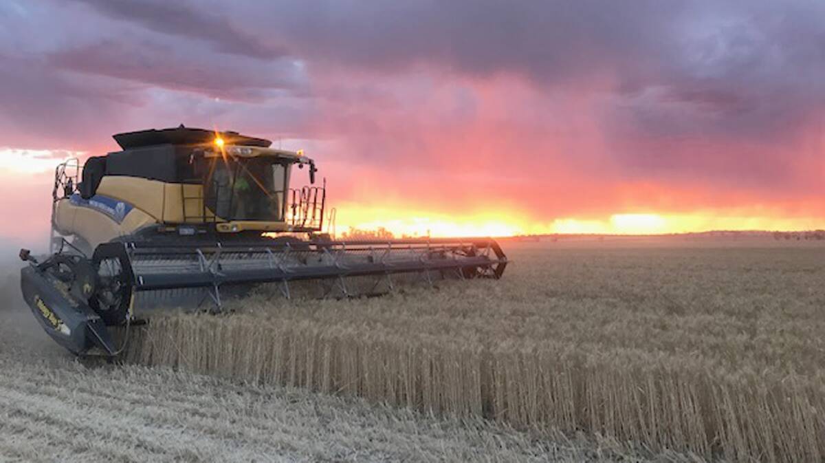 Harvesting wheat, west of Kondinin. Photograph by Sam Browning.
