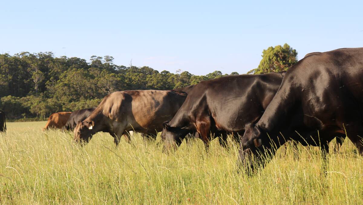 The Dumbrells run a significant breeding herd comprising of Angus-Friesian and Murray Grey-Friesian first cross females and second cross Angus along with some SimAngus breeders.
