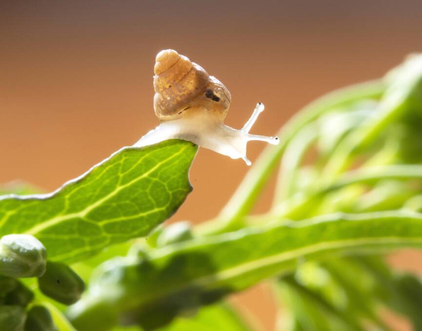 A small pointed snail on canola leaves. Photo by Evan Collis.