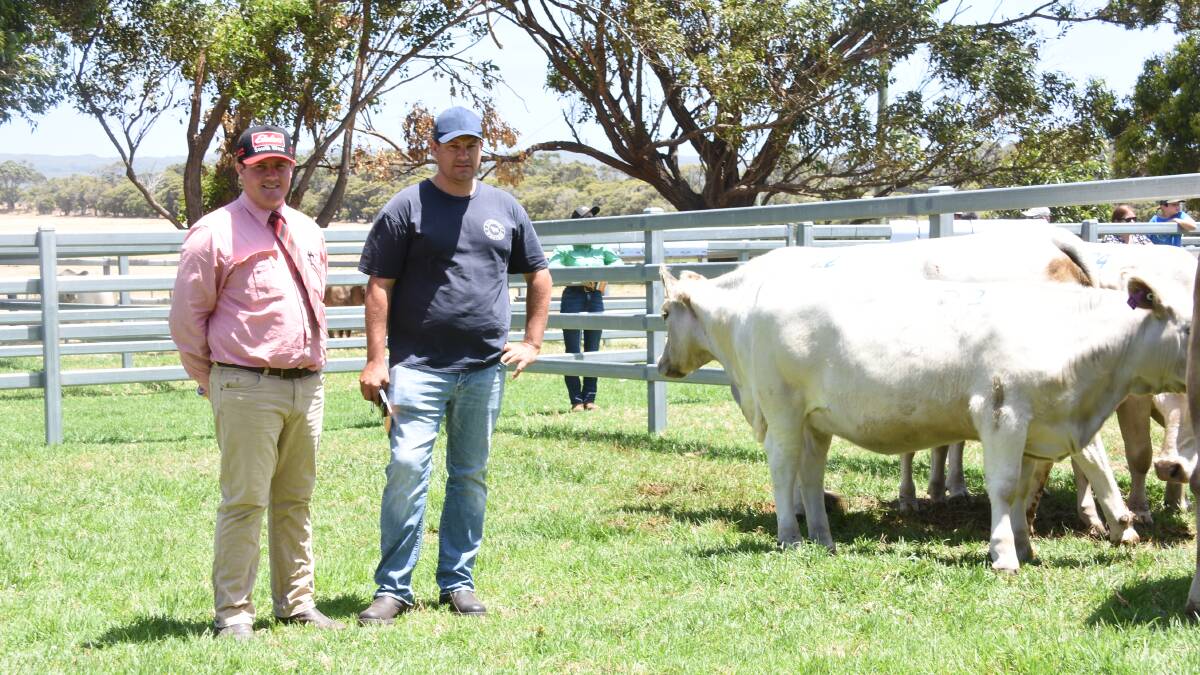Looking over the line-up of Murray Grey females before the sale were Elders, Donnybrook representative and sale auctioneer Pearce Watling and James Argent, Cookernup. In the sale Mr Argent purchased a PTIC cow for $7000 and a PTIC cow/calf unit at $6500 from the Murray Grey offering.