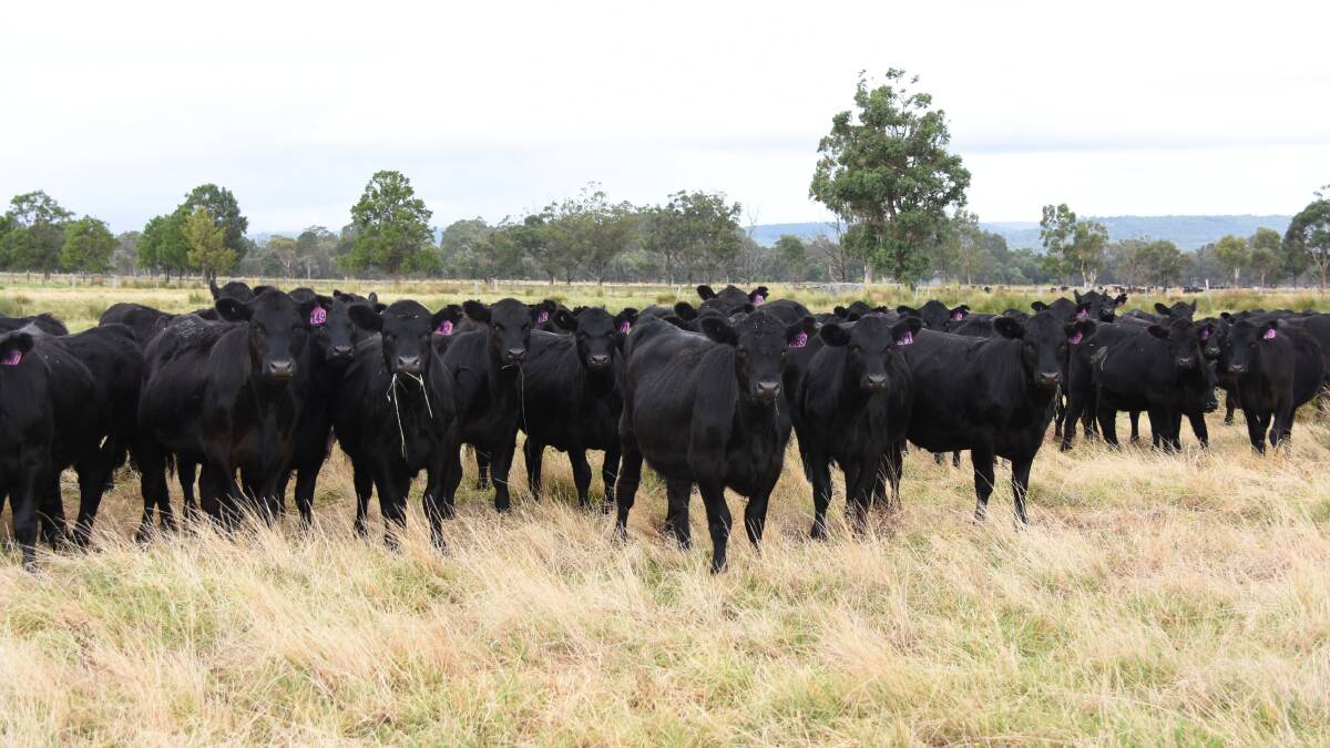 Along with offering a large line of Angus steers in the sale Alcoa Farmlands, Wagerup and Pinjarra, will also offer 250 Angus heifers.