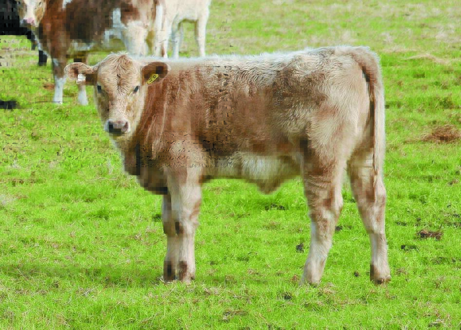 This Charolais-Angus-Friesian calf is typical of what the Lofthouses supply to Harvey Beef.