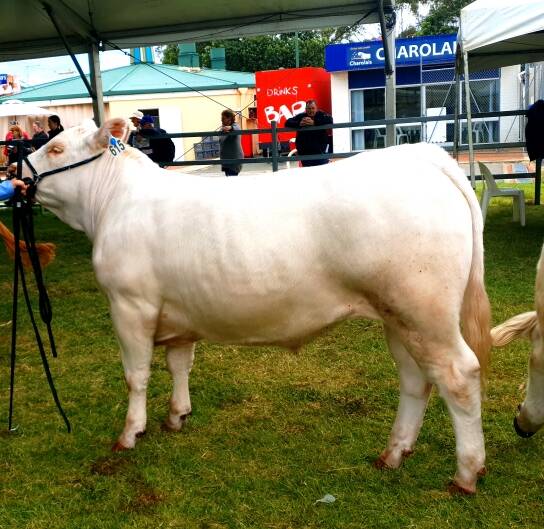 This purebred Charolais steer, exhibited by Jim and Belynda Quilty, Elgin Park Charolais stud, Elgin, went on to win champion heavyweight and grand champion carcase from the field of 53 led steeers and heifers shown.