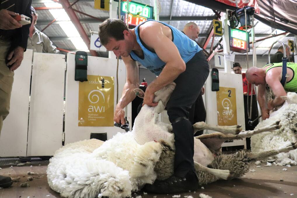 Open shearing winner Luke Harding on stand one during the final, with second placed Damien Boyle behind him on stand two.
