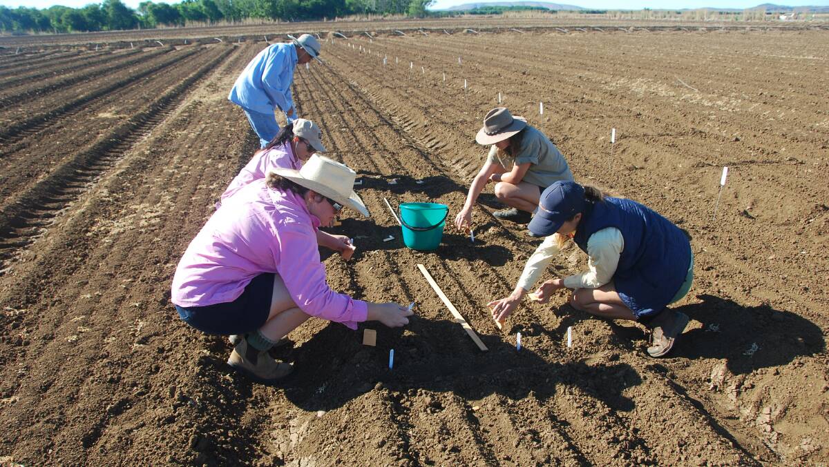 Hand seeding plantago trials at the Department of Primary Industries and Regional Development's Frank Wise Research Institute are officers Sarah Nolan (left), Helena O'Dwyer, Siva Sivapalan, Holly Cattermole, and Lauren Gibson.