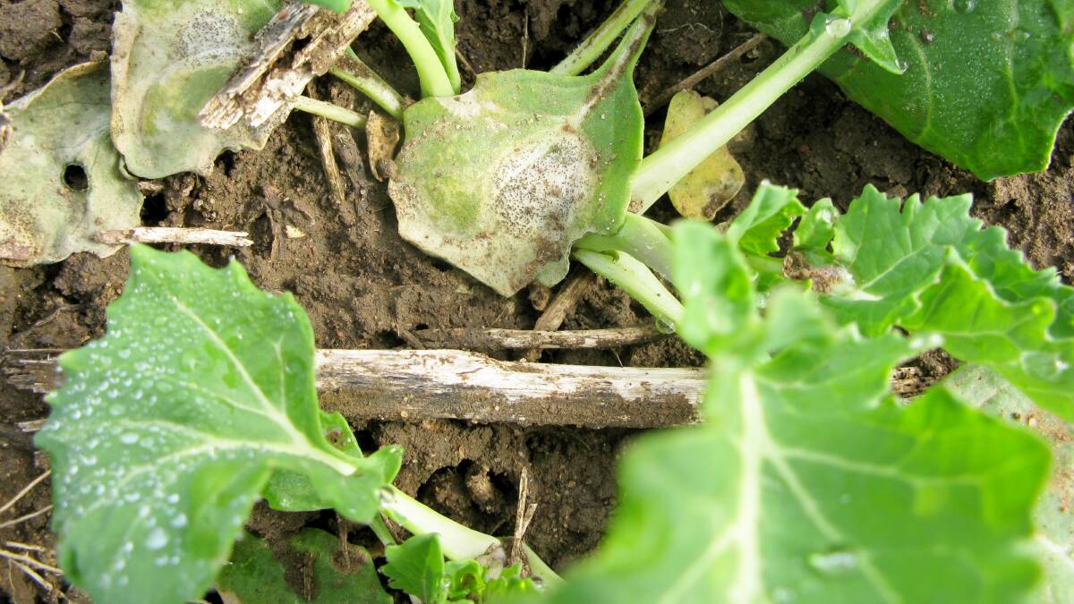  Blackleg in canola. The Blackleg Management Guide autumn 2020 edition is now available.