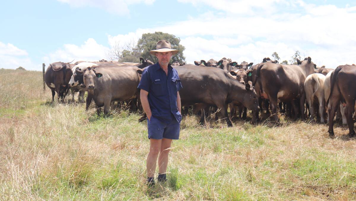Michael Armstrong, Northcliffe, is enjoying running beef cattle having transitioned from dairy cattle in 2017.