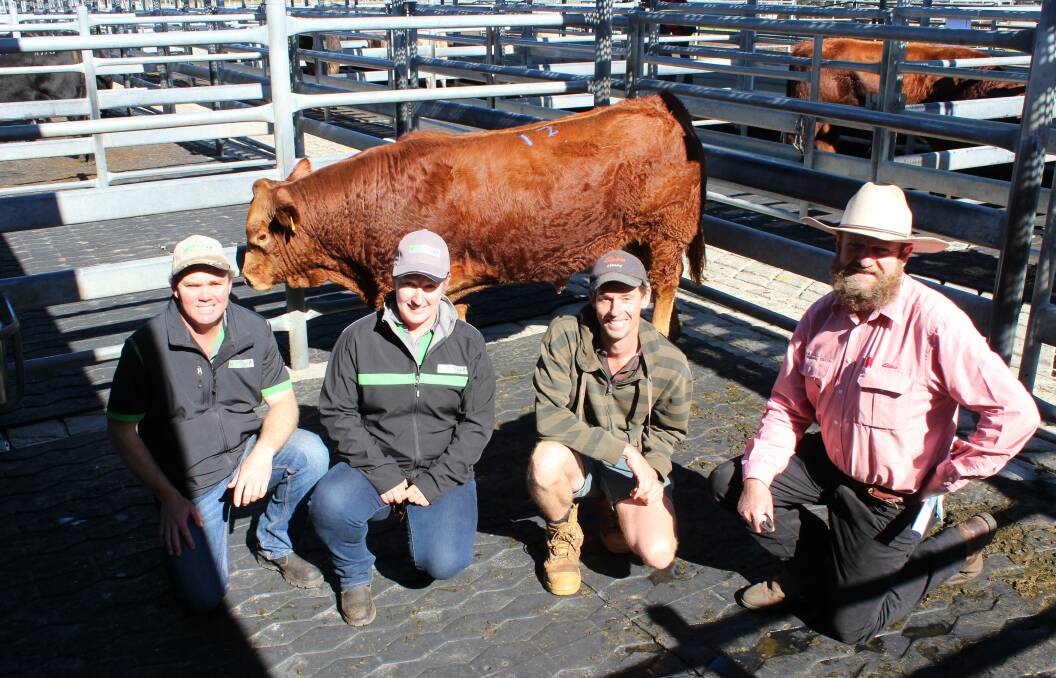 Morrisvale Limousin stud principals James (left) and Casey Morris, Narrikup, second top price buyer Tim Robinson, TDP Robinson, Youngs Siding, and Elders Albany representative Jai Newman, with the $8500 second top price of the sale from the Morrisvale Limousin stud.