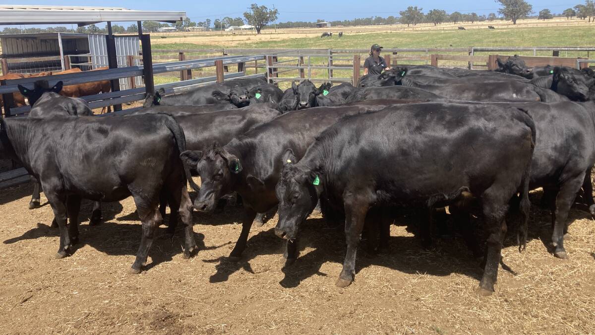  The Ieraci family, V & G Ieraci & Sons, Brunswick, will feature in the sale with 29 owner-bred, Angus-Friesian heifers.